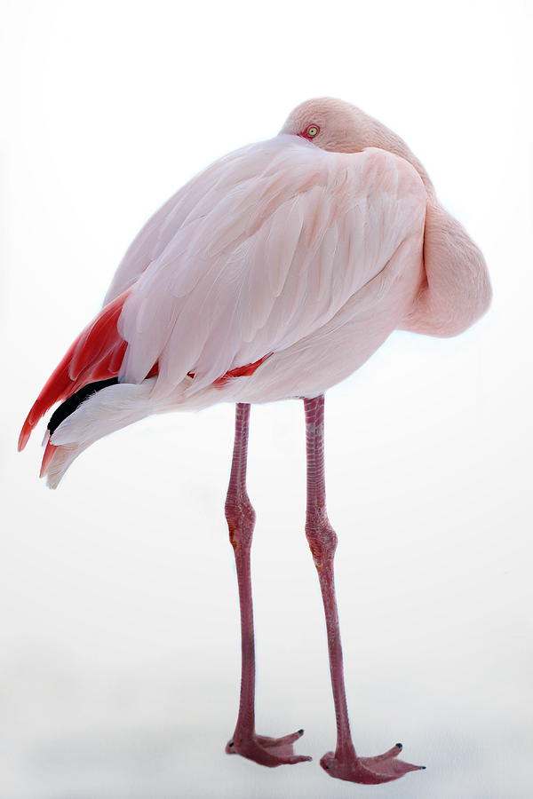 Flamingo #5 Photograph by Heike Hultsch