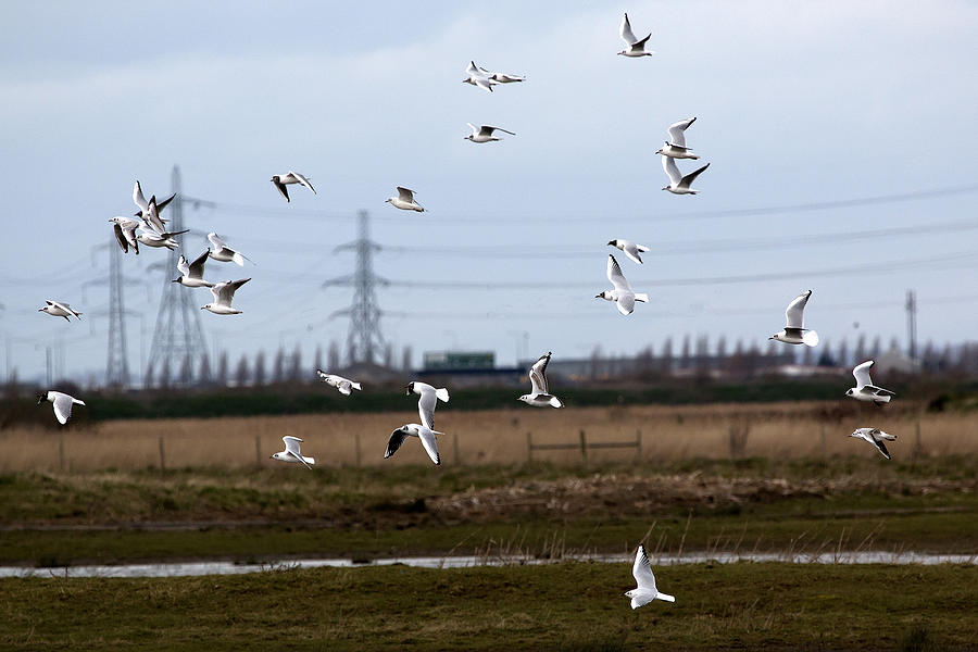 Flock Of Gulls Photograph