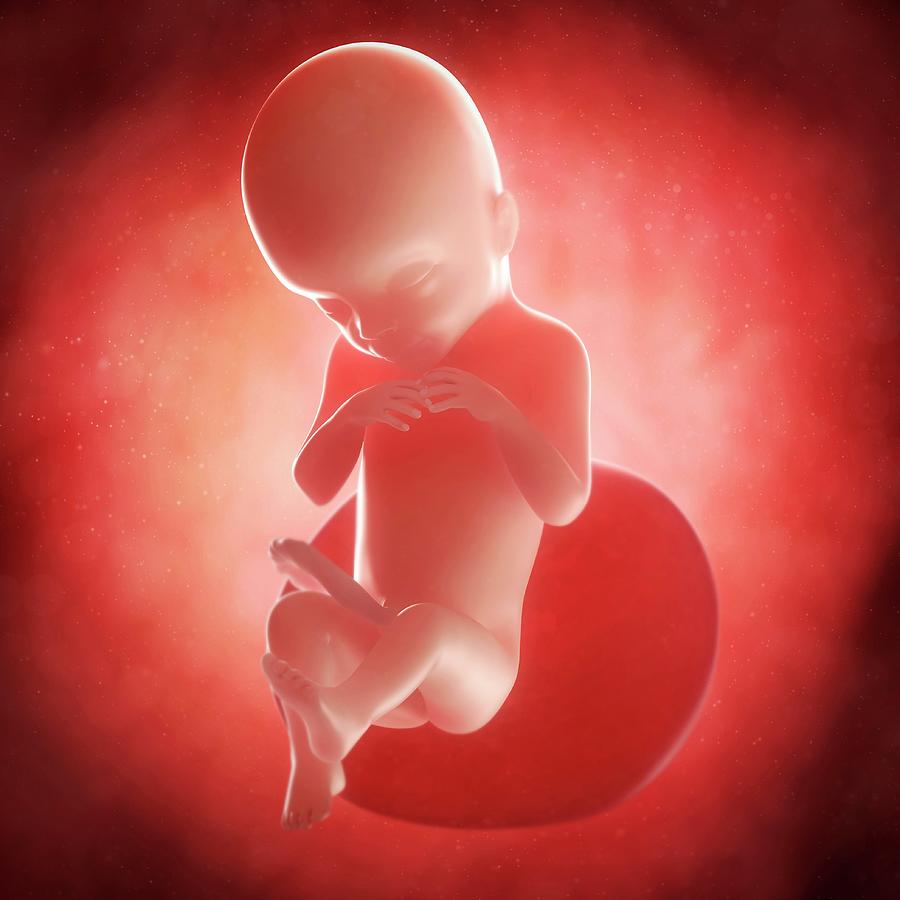 20 Weeks Photograph - Foetus At 20 Weeks #5 by Sciepro/science Photo Library