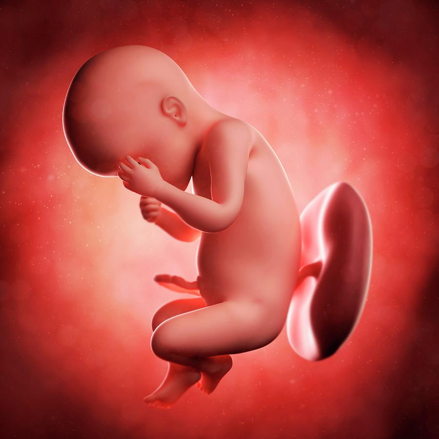 Foetus At 30 Weeks #5 Photograph by Sciepro/science Photo Library