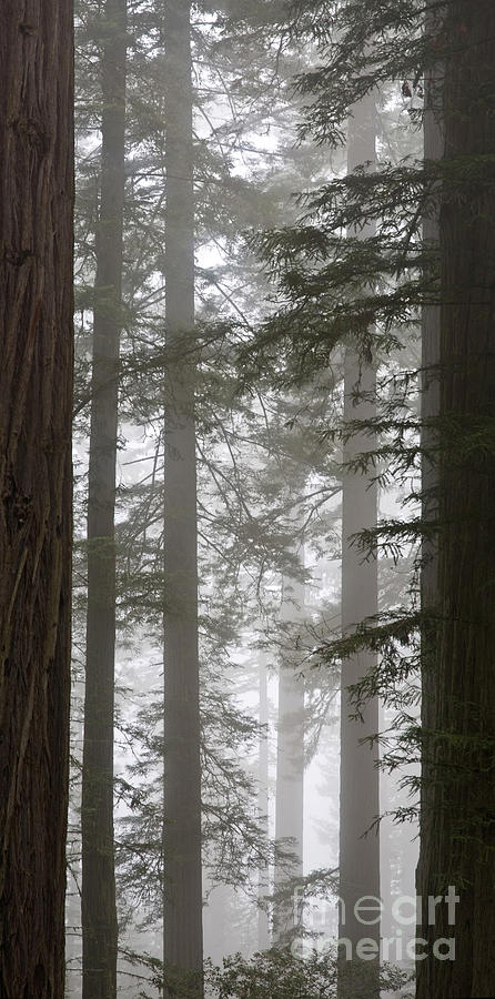 Redwood National Park Photograph - Foggy Coast Redwood Forest #5 by Gregory G. Dimijian, M.D.