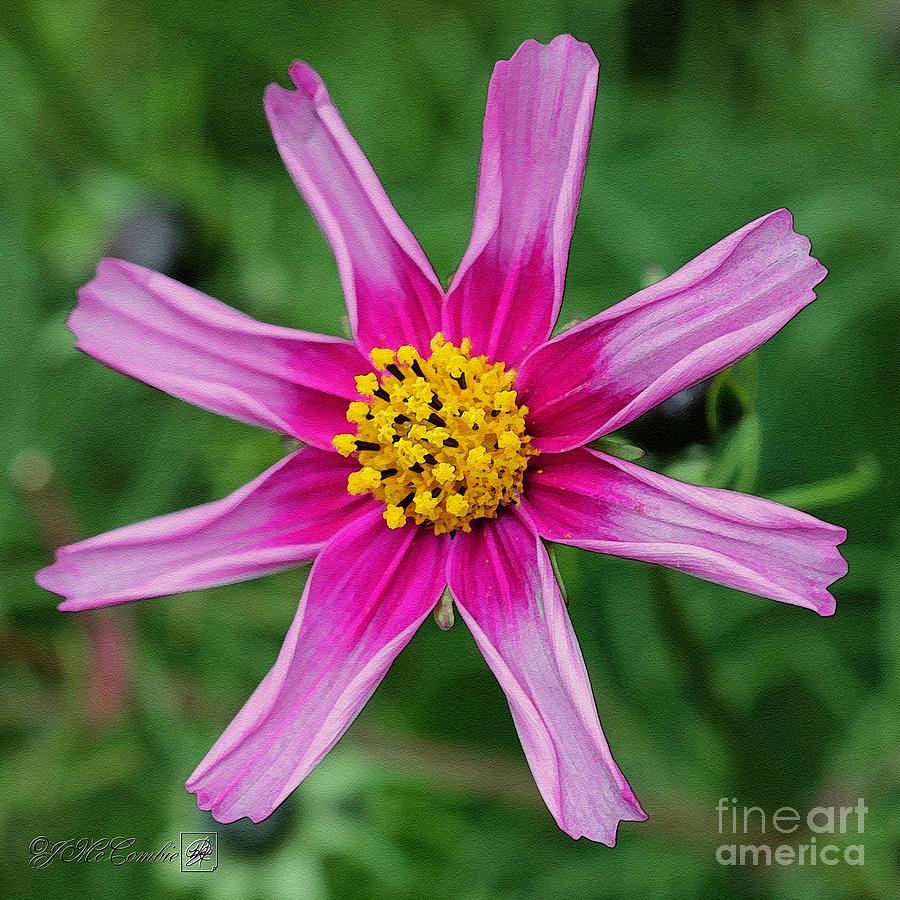 Folding Fuchsia Cosmos #5 Painting by J McCombie