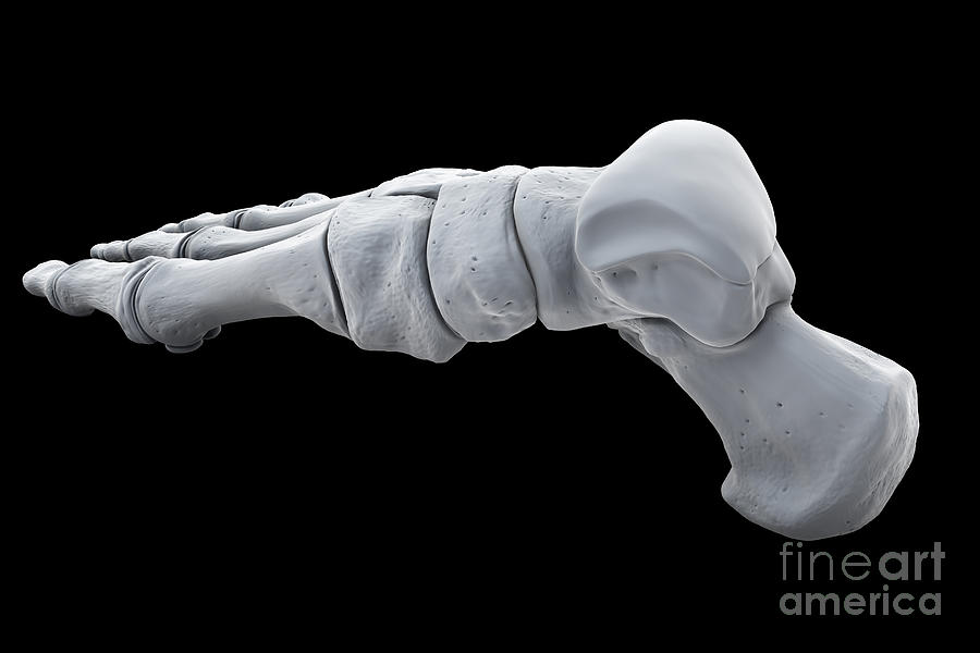 Foot Bones Photograph by Science Picture Co - Fine Art America