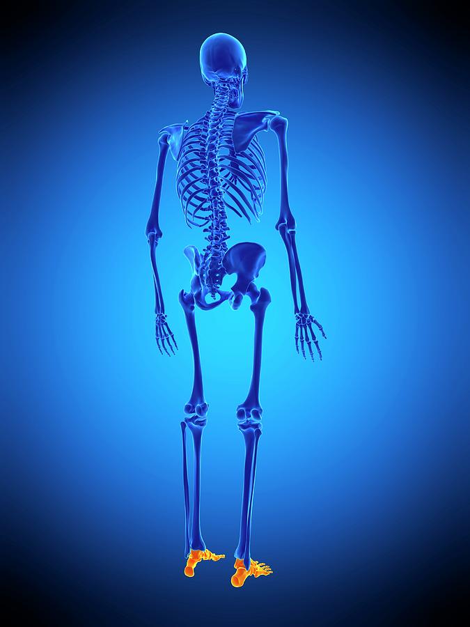 Foot Bones #5 Photograph by Sebastian Kaulitzki/science Photo Library