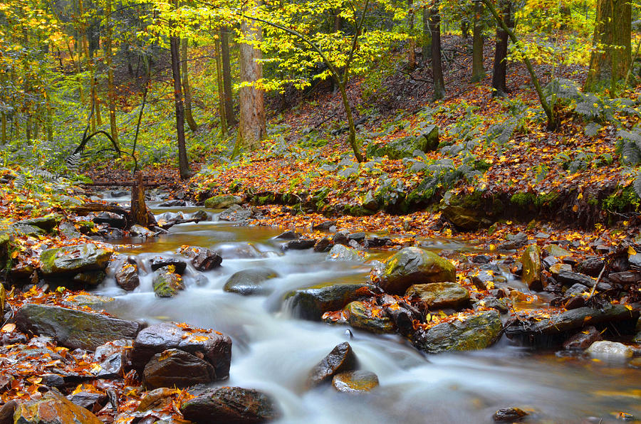 Forest Stream In Autumn #5 Photograph by Stephen Vecchiotti