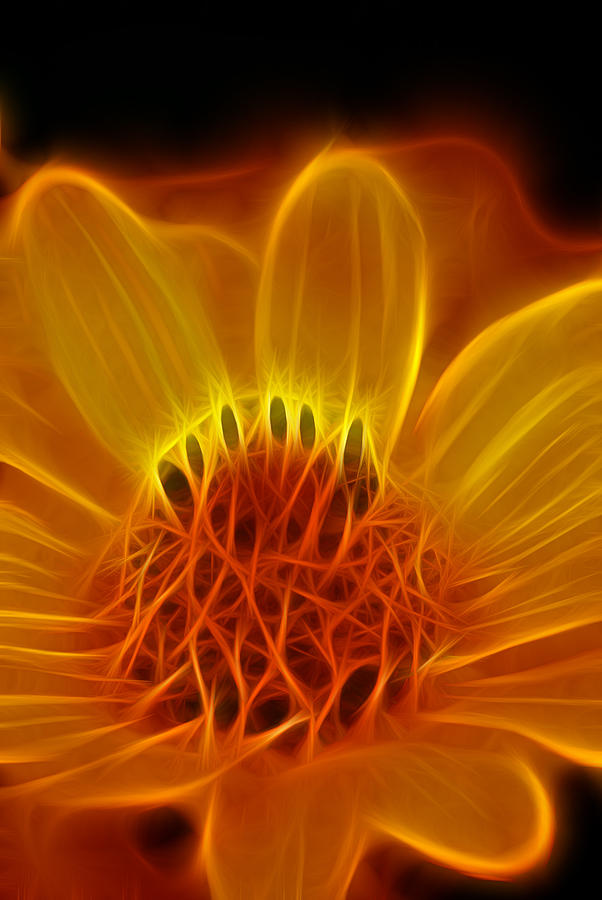 Fractal Flower #5 Photograph by Prince Andre Faubert