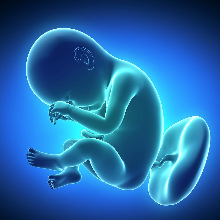 Full Term Foetus #5 Photograph by Sciepro/science Photo Library