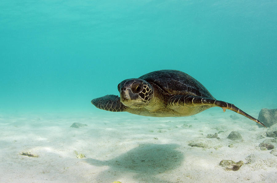 Galapagos Green Sea Turtle (chelonia Photograph by Pete Oxford