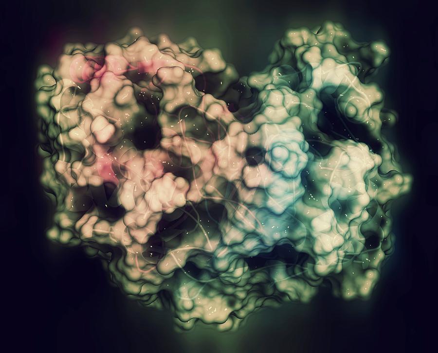 Gammaglutamyltranspeptidase 1 Photograph by Molekuul/science Photo Library