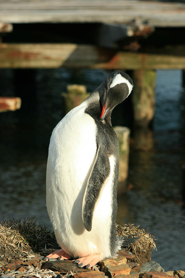 Gentoo Penguin #5 Photograph by Amanda Stadther
