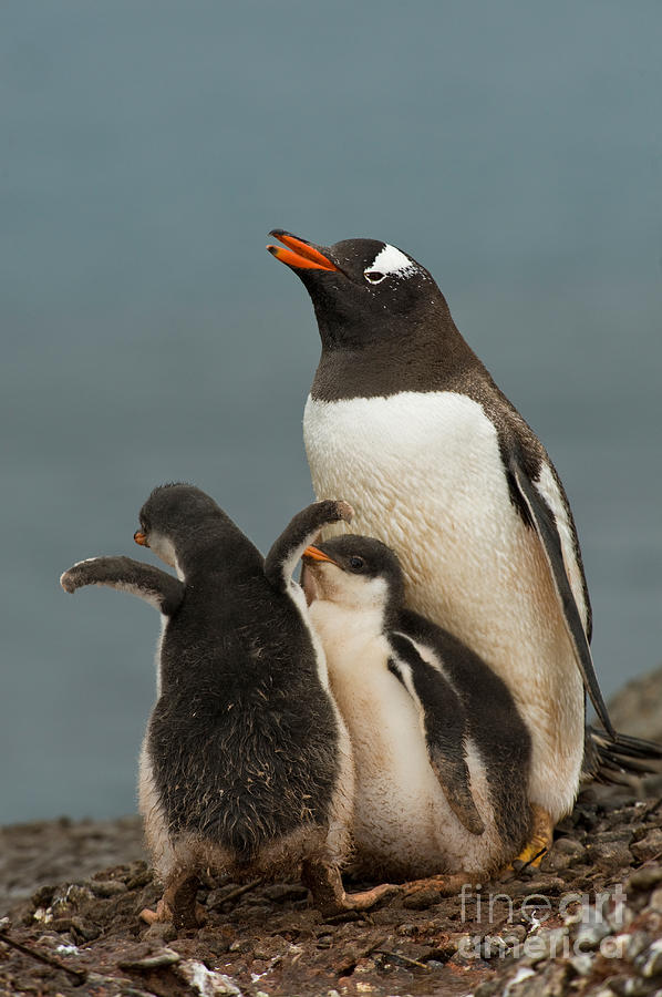 Gentoo Penguin With Young #5 Photograph by John Shaw