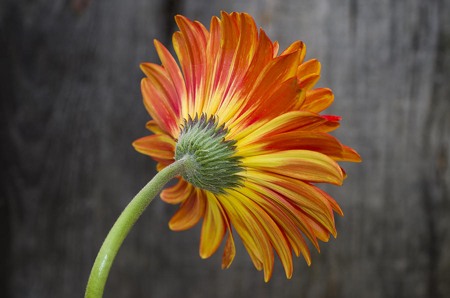 Gerbera #5 Photograph by Paulo Goncalves