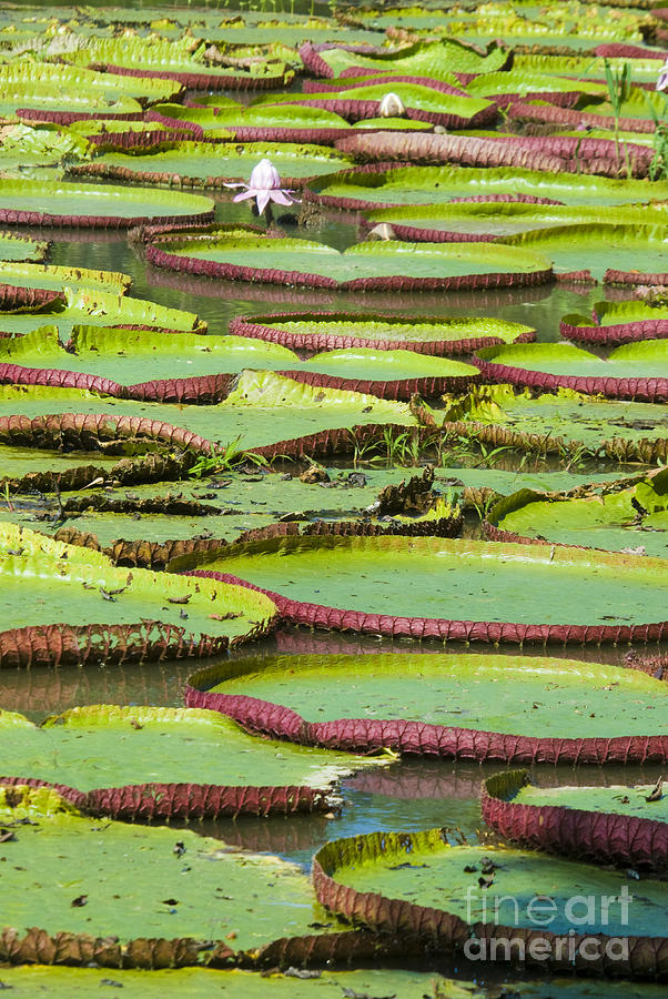 Giant Amazon Water Lilies #5 Photograph by William H. Mullins