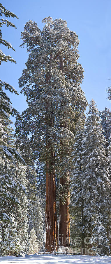 Giant Sequoias #5 Photograph by Gregory G. Dimijian, M.D.
