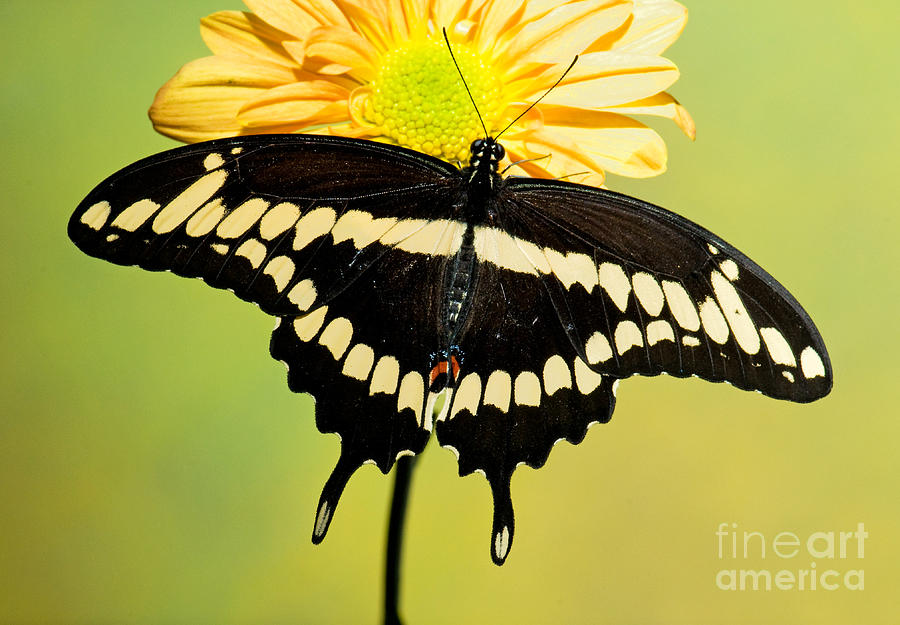 Giant Swallowtail Butterfly #5 Photograph by Millard H. Sharp