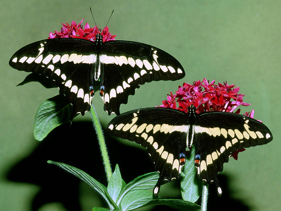 Giant Swallowtail Butterfly #5 Photograph by Millard Sharp