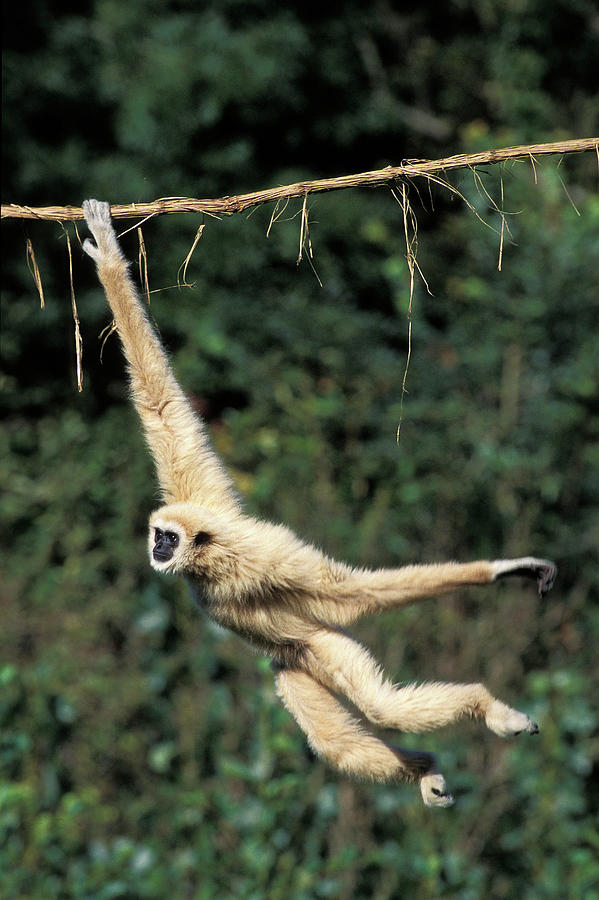 Gibbon A Mains Blanches Hylobates Lar #5 Photograph by Gerard Lacz