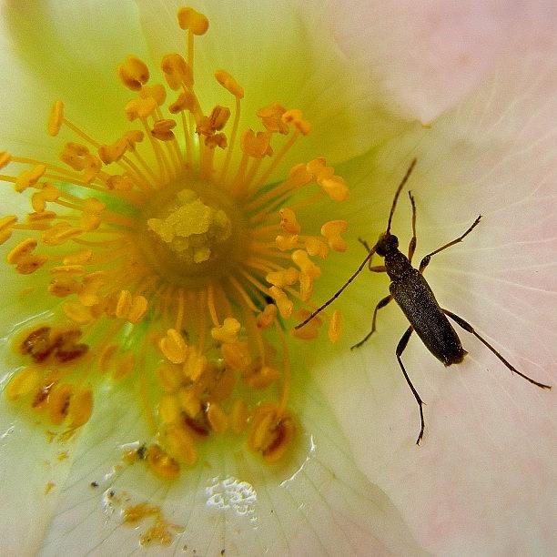 Nature Photograph - #gmy #nature #animal #bug #beautiful #5 by Tanya Sperling