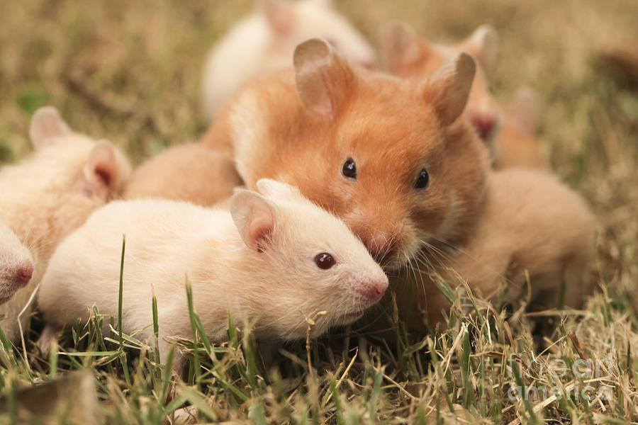 Animal Photograph - Golden Hamster Pet With Young #5 by Alon Meir