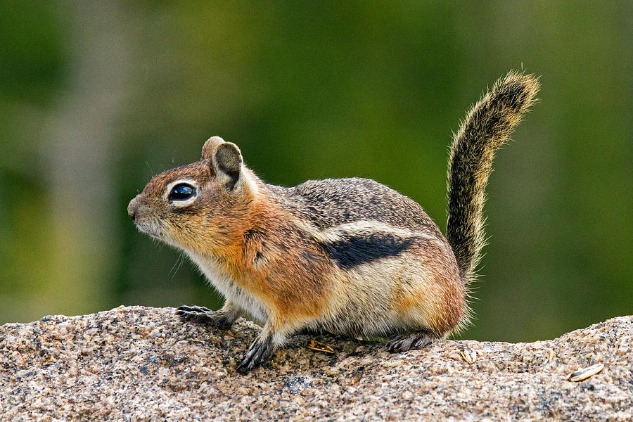 Golden Mantled Ground Squirrel #5 Photograph by Fred Stearns