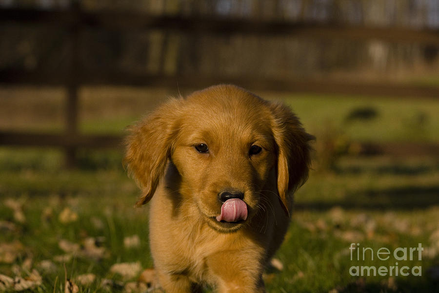 Golden Retriever Pup #5 Photograph by Linda Freshwaters Arndt