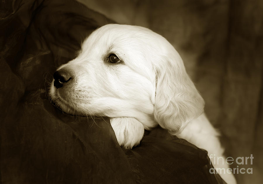 Golden retriever puppy #5 Photograph by Ang El