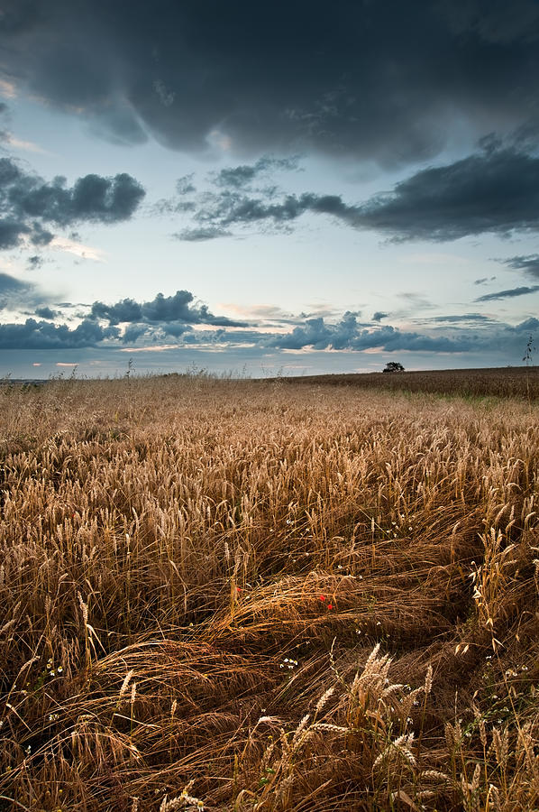 Summer Photograph - Golden wheat field under dramatic stormy sky landscape #5 by Matthew Gibson
