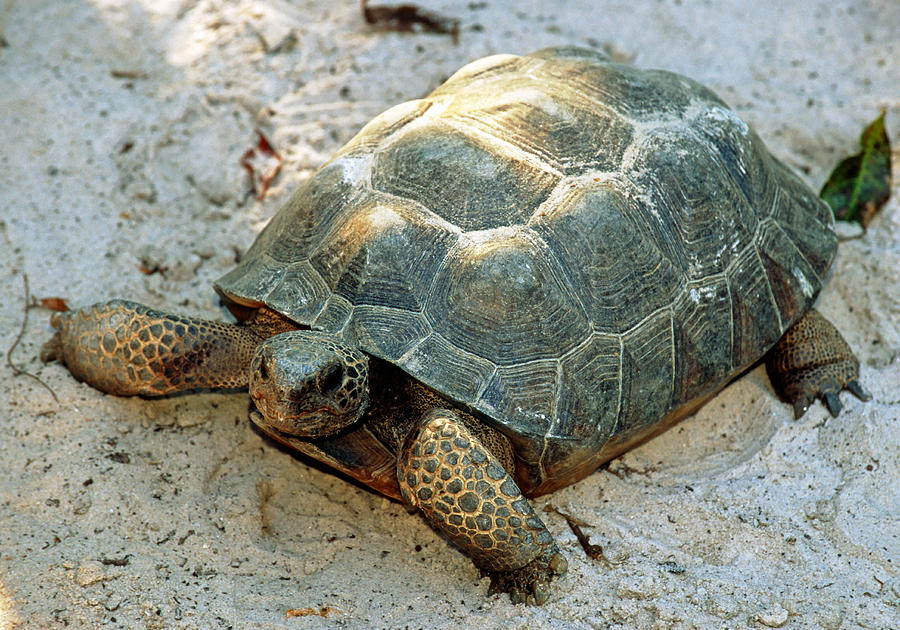 Turtle Photograph - Gopher Tortoise #5 by Millard H. Sharp