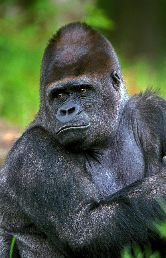 Gorille De Plaine Gorilla Gorilla Photograph by Gerard Lacz - Fine Art ...