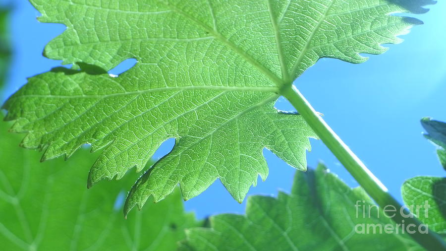 Grape leaves #5 Photograph by Nora Boghossian
