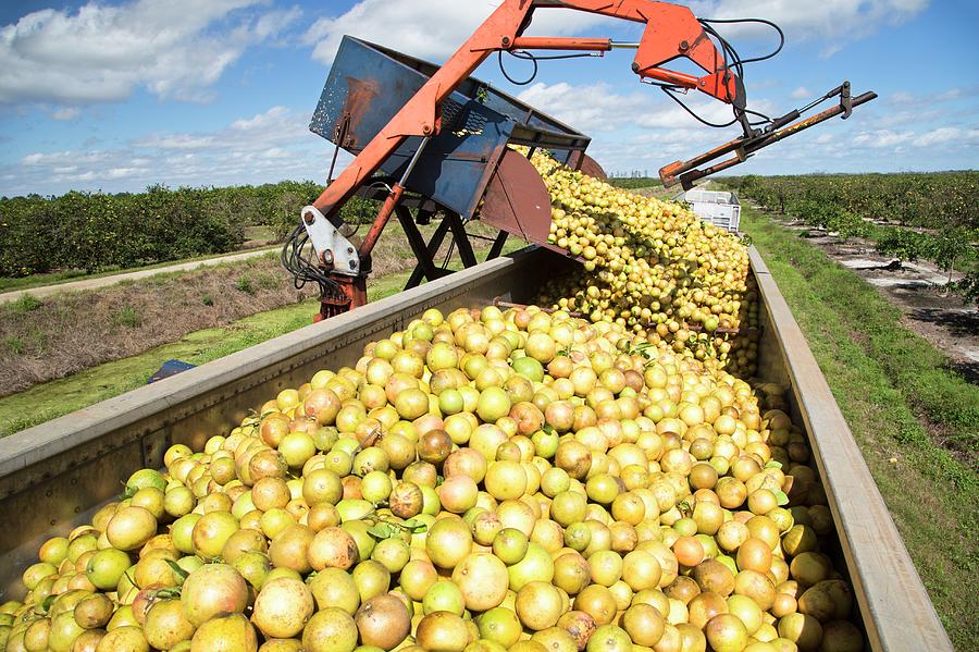 Grapefruit Farming #5 Photograph by Science Photo Library Grapefruit Farming #5 Photograph by Science Photo Library