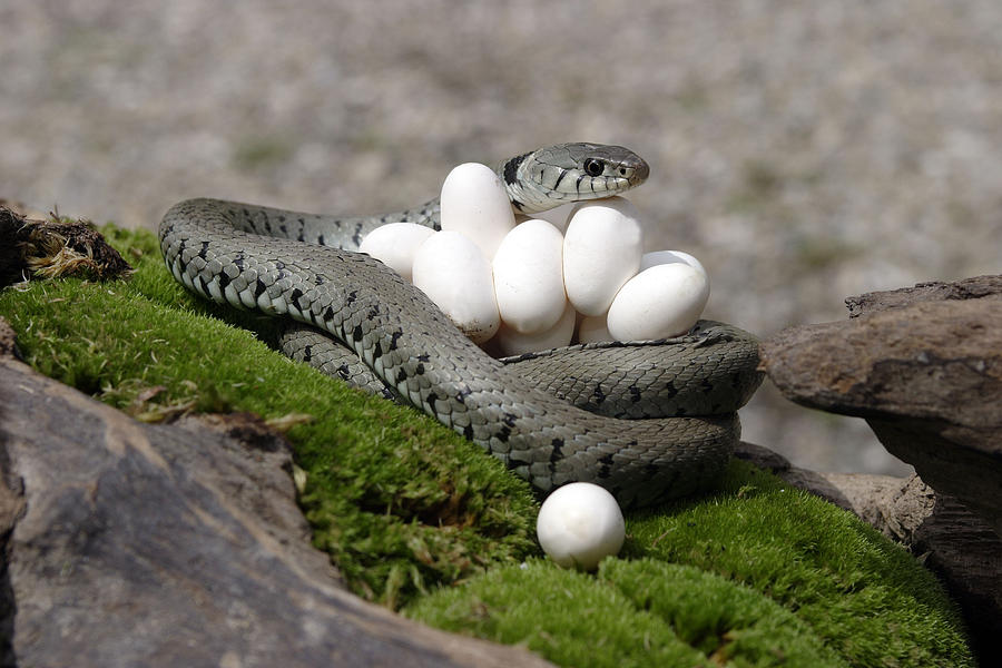 Grass Snake With Eggs #5 Photograph by M. Watson