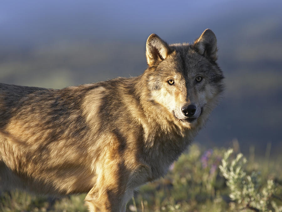 Animal Photograph - Gray Wolf  North America #5 by Tim Fitzharris