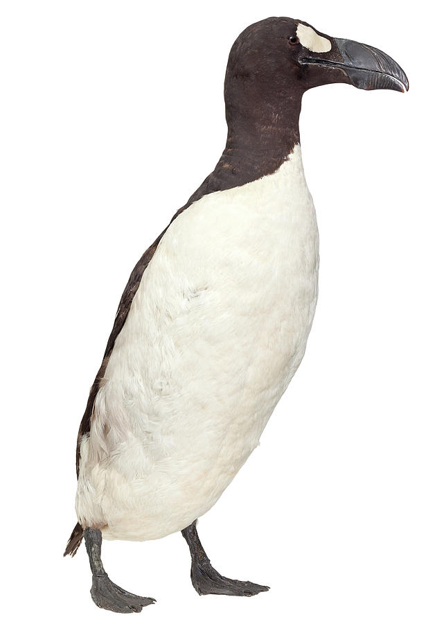 Great Auk #5 Photograph by Natural History Museum, London - Fine Art ...