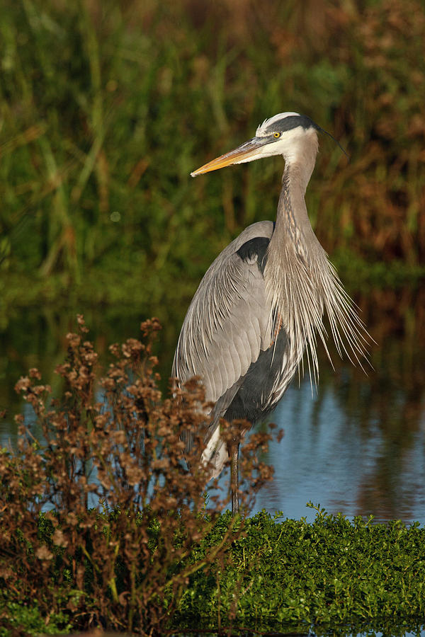 Nature Photograph - Great Blue Heron (ardea Herodias #5 by Larry Ditto