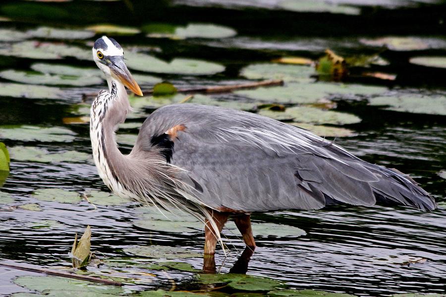 Great Blue Heron Photograph by Ira Runyan - Fine Art America