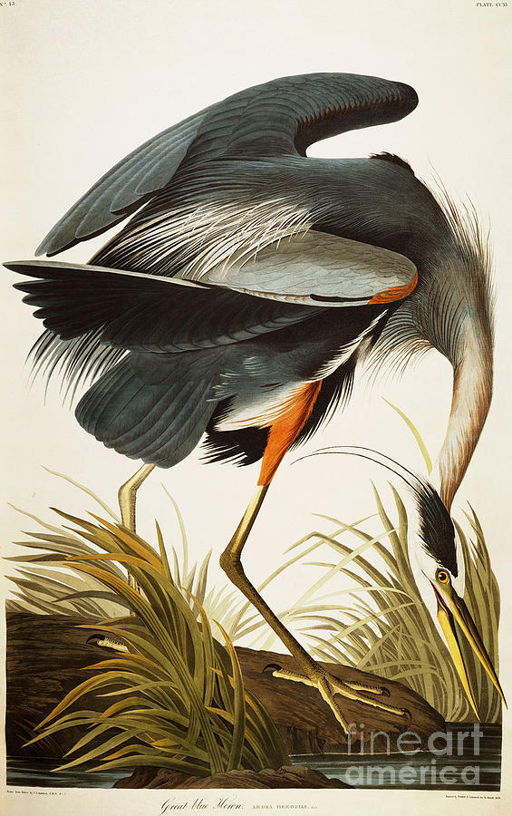 John James Audubon Drawing - Great Blue Heron #5 by Celestial Images