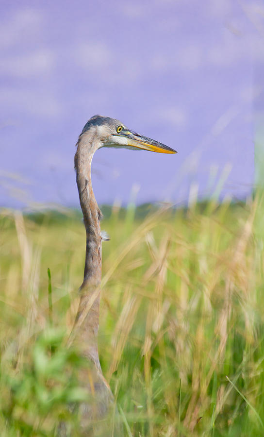Great Blue Heron on the Prairie Photograph by Mark Andrew Thomas