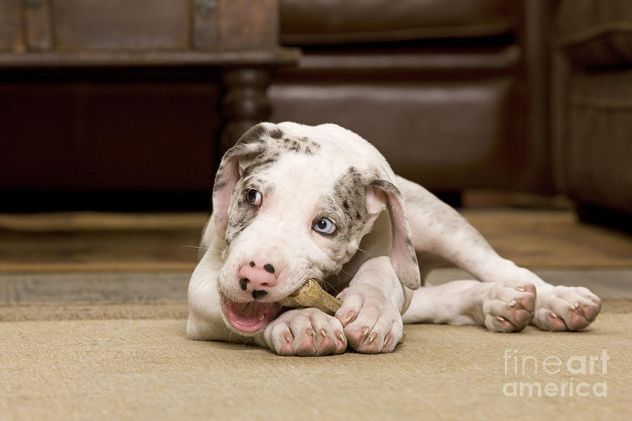 Dog Photograph - Great Dane Puppy Dog #5 by Jean-Michel Labat