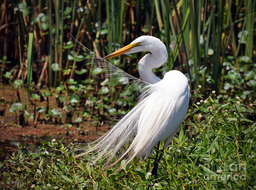 Great Egret #3 Photograph by Savannah Gibbs