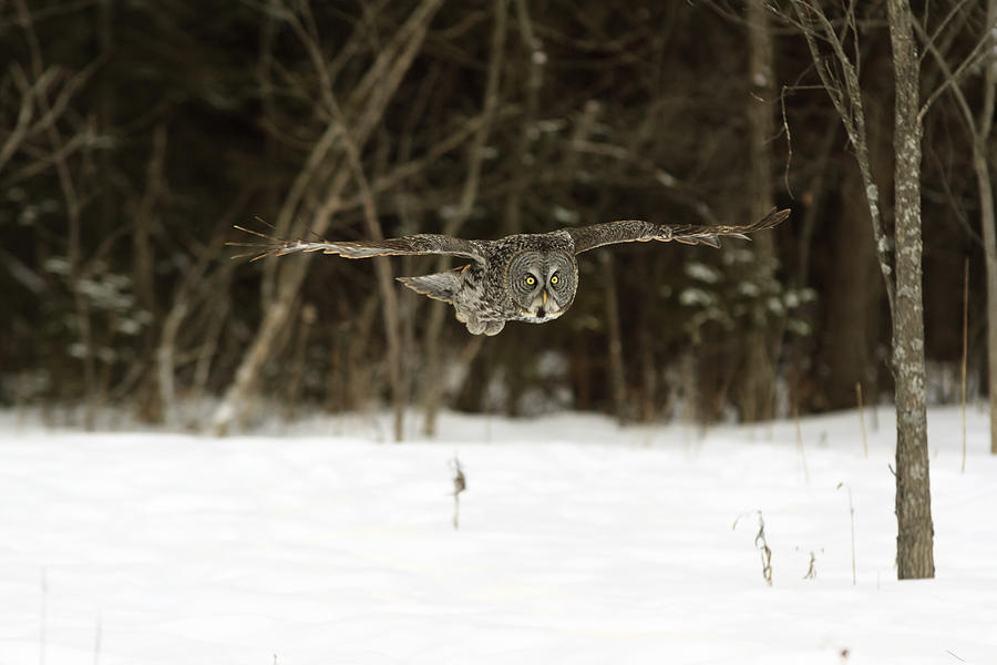 Great Grey Owl #5 Photograph by Josef Pittner