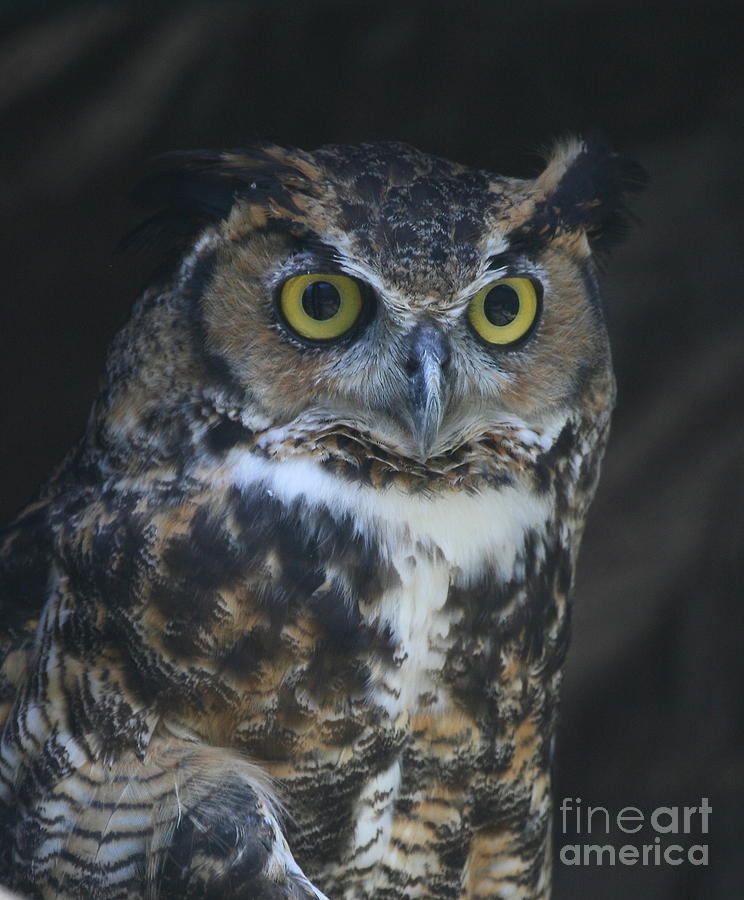 Owl Photograph - Great Horned Owl #1 by Ken Keener