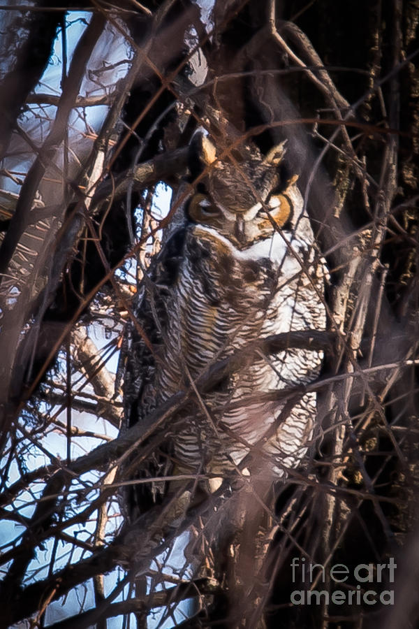 Great Horned Owl #5 Photograph by Ronald Grogan