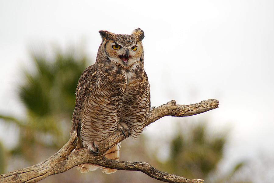 Great Horned Owl #6 Photograph by Tam Ryan