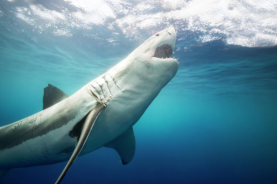 Great White Shark  Carcharodon #5 Photograph by Dave Fleetham