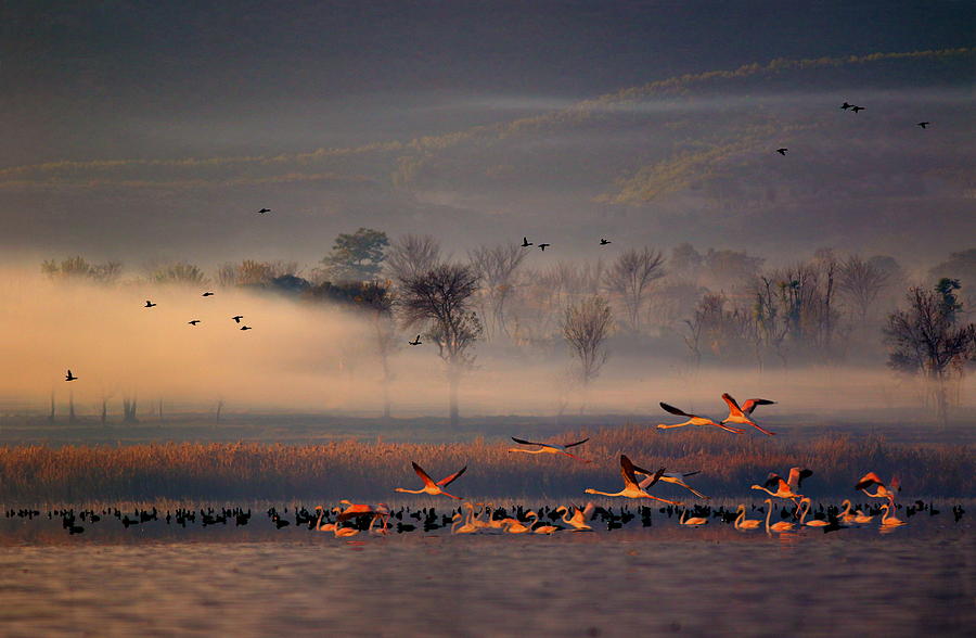 Greater flamingo #5 Photograph by Zahoor Salmi