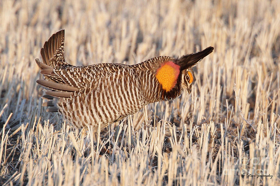 Greater Prairie Chicken #5 Photograph by Steve Javorsky