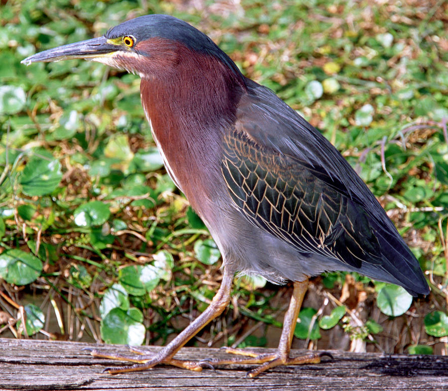 Green-backed Heron Photograph by Millard H. Sharp - Fine Art America