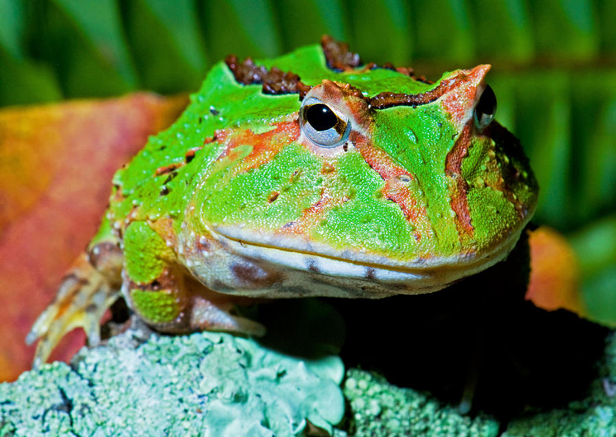 Green Fantasy Frogpacman Frog #5 Photograph by Millard H. Sharp