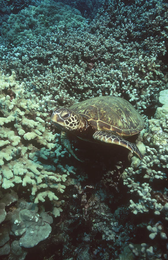Green Sea Turtle #5 Photograph by Greg Ochocki